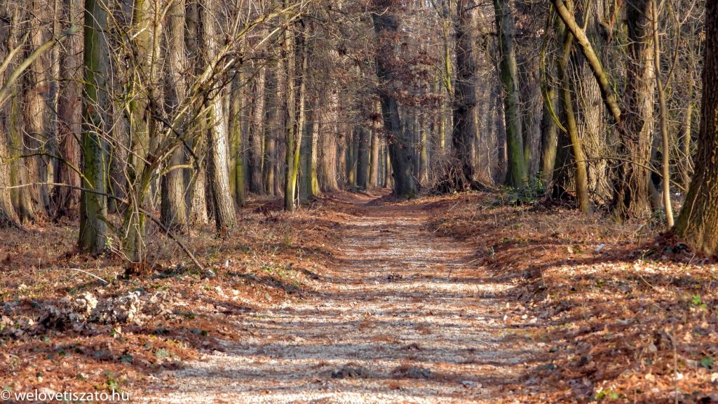 Tiszaigari Arborétum - mocsári ciprus erdő