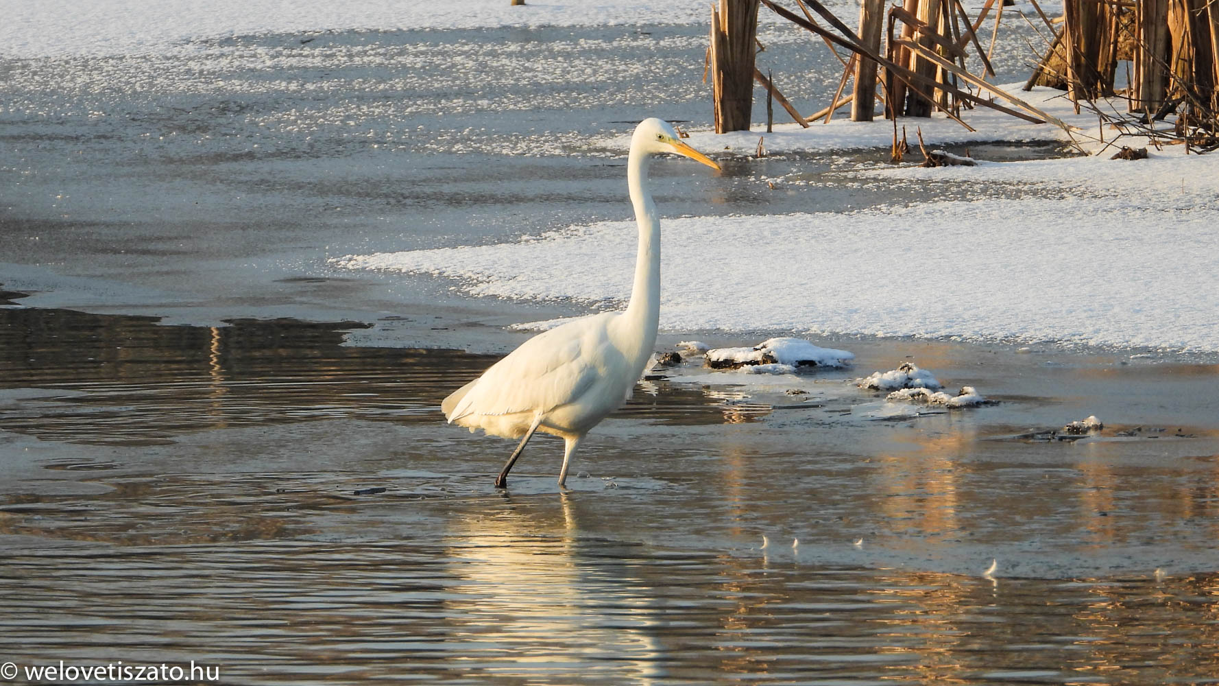téli túra Tisza-tó nagy kócsag a jeges vízben