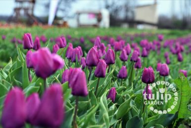 TulipGarden Tisza-tó Virágszüret – Abádszalók