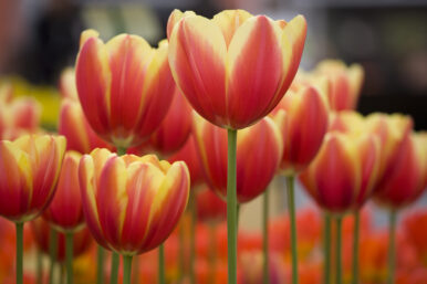 3 hét múlva nyit a Tisza-tó tulipános kertre