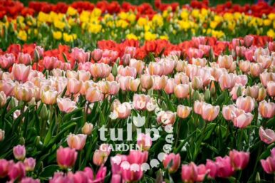 Tulipánszüret a TulipGarden kertjében 2025-ben