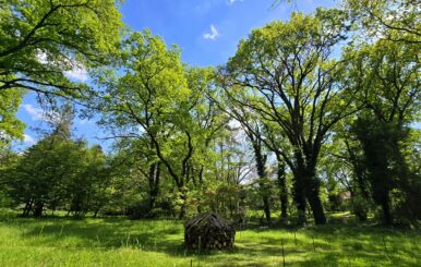 Kitekintő: csodaerdő a Tisza-mentén, a Tiszakürti Arborétum