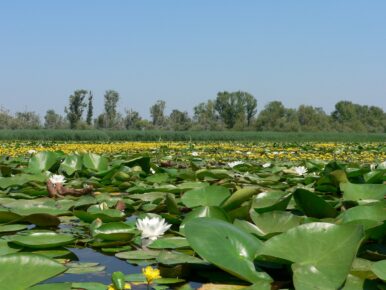 Tisza-tavi Vízi Sétány túra – Poroszló